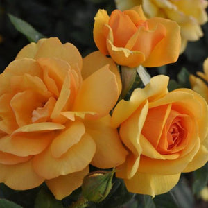 South Africa Sunbelt Rose Tree