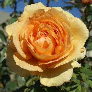 South Africa Sunbelt Rose Tree
