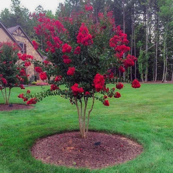 Red Rocket Crape Myrtle
