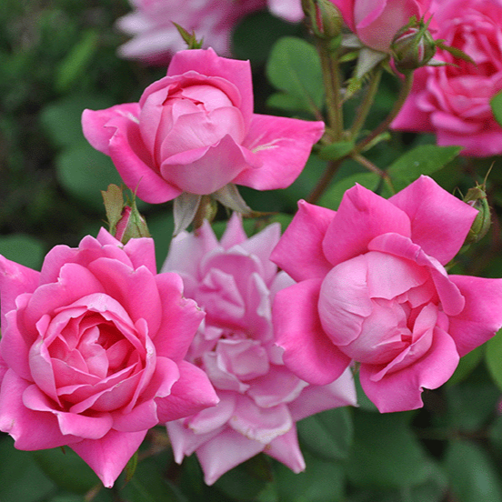 Pink Double Knock Out Rose