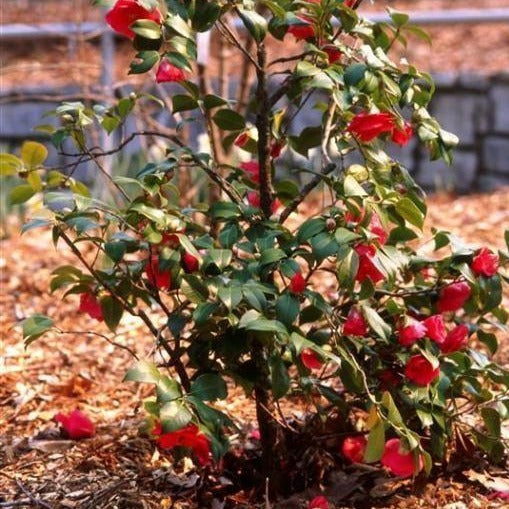 Greenboro Red Camellia