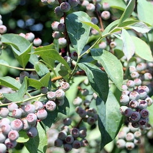 Georgia Gem Blueberry Bush