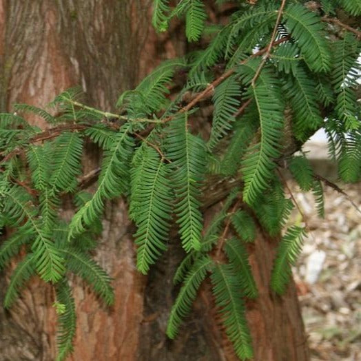 Dawn Redwood Tree