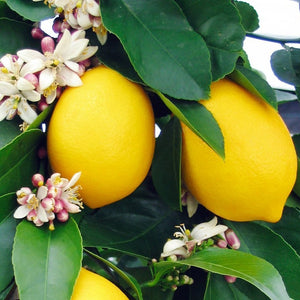 Meyer Lemon Tree with buds