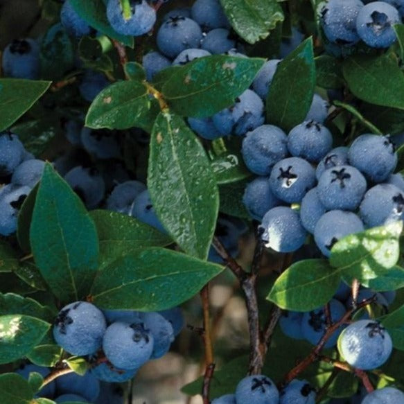 Bluecrop Blueberry Bush