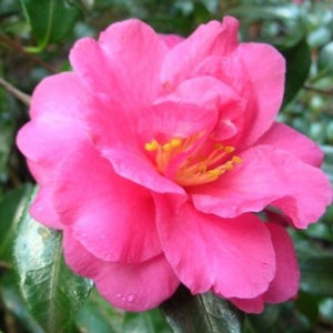 Shishi Gashira Camellia