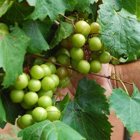 Scuppernong Grape Vine