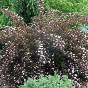 Summer Wine Ninebark