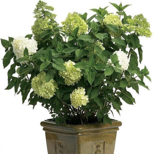 Limelight Hardy Hydrangea