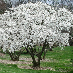 Royal Star Magnolia 