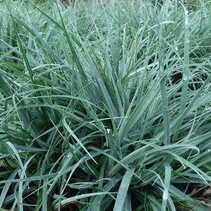 Carex Blue Zinger Sedge