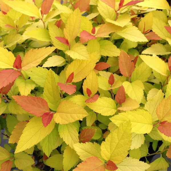 Double Play Candy Corn Spirea