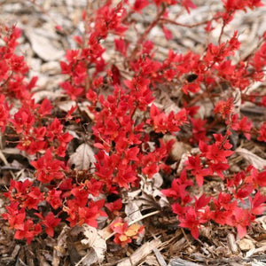 Double Play Candy Corn Spirea