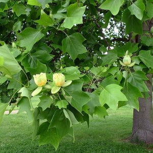 Tulip Poplar