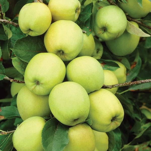 Online Orchards 3 ft. Golden Delicious Apple Tree with Honeyed Sweet Light Gold Fruit