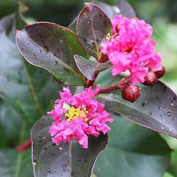Pink Velour Crape Myrtle
