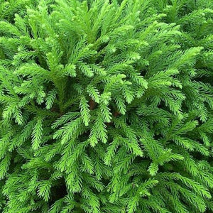 Cryptomeria Japonica Globosa Nana