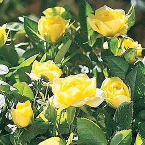 Yellow Sunblaze Miniature Rose Tree