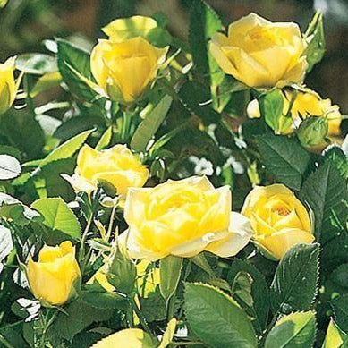Yellow Sunblaze Miniature Rose Tree