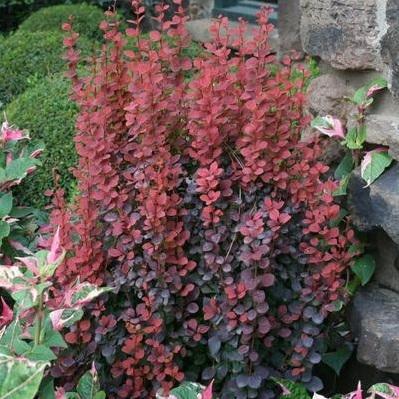 Orange Rocket Barberry