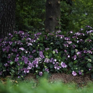 Endless Summer Twist-n-Shout Hydrangea