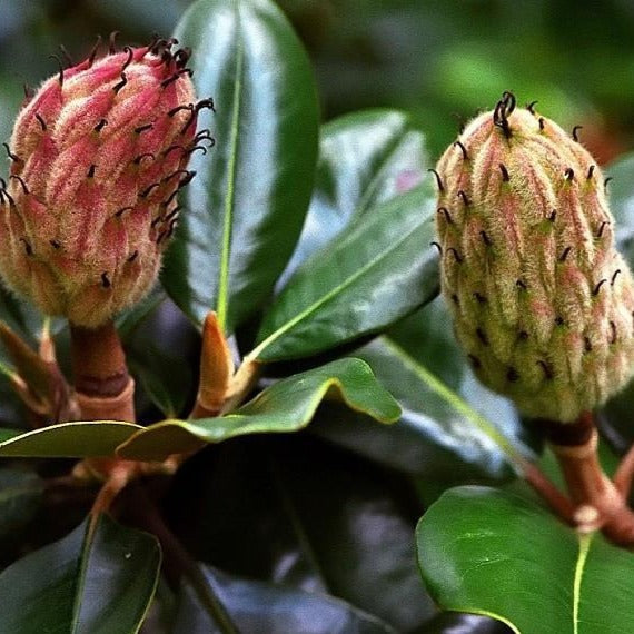 Southern Magnolia Seed Pods