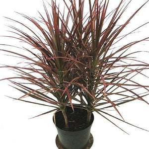 Red Edged Dracaena