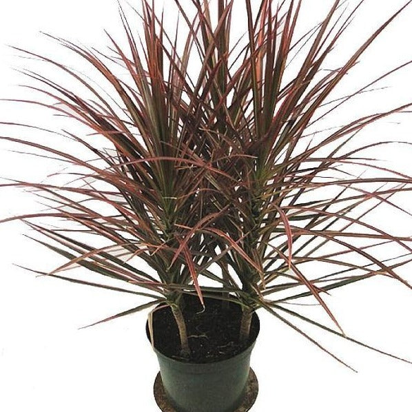 Red Edged Dracaena