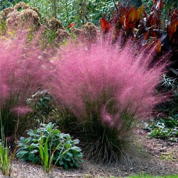 Image of Muhly grass bush