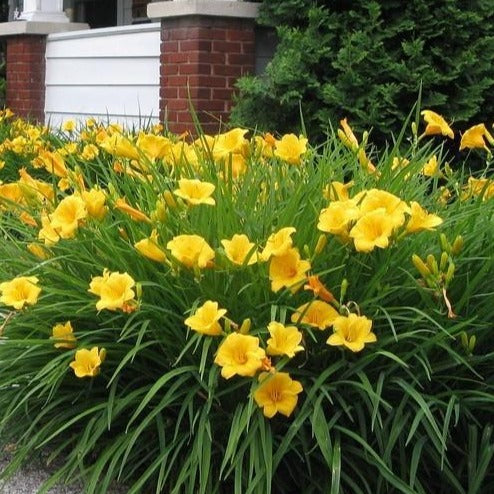 Image of Stella de Oro Daylily plant