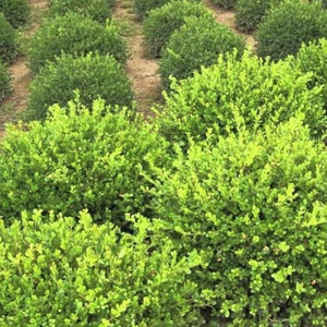 Winter Gem Boxwood
