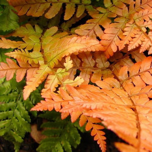 Brilliance Autumn Fern