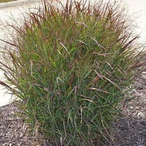 Shenandoah Switch Grass