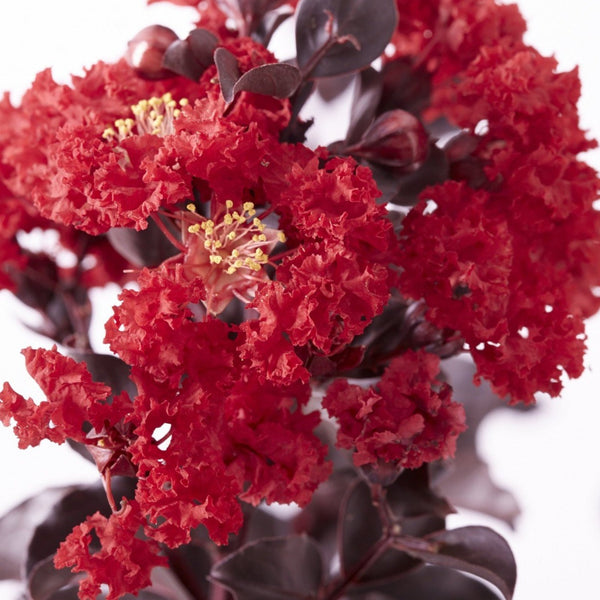 Black Diamond Best Red Crape Myrtle