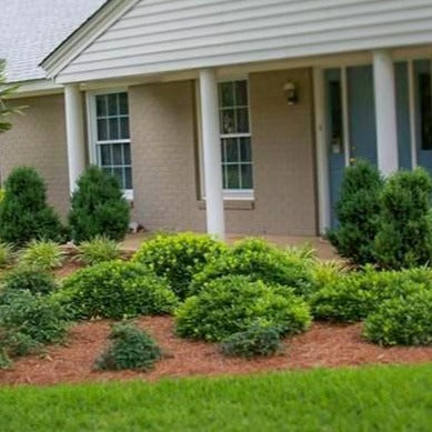 Steeds Holly in front yard