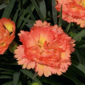 Super Trouper Orange Dianthus