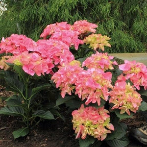Cityline Venice Hydrangea