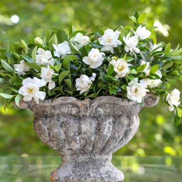 Gardenia Flower Vase