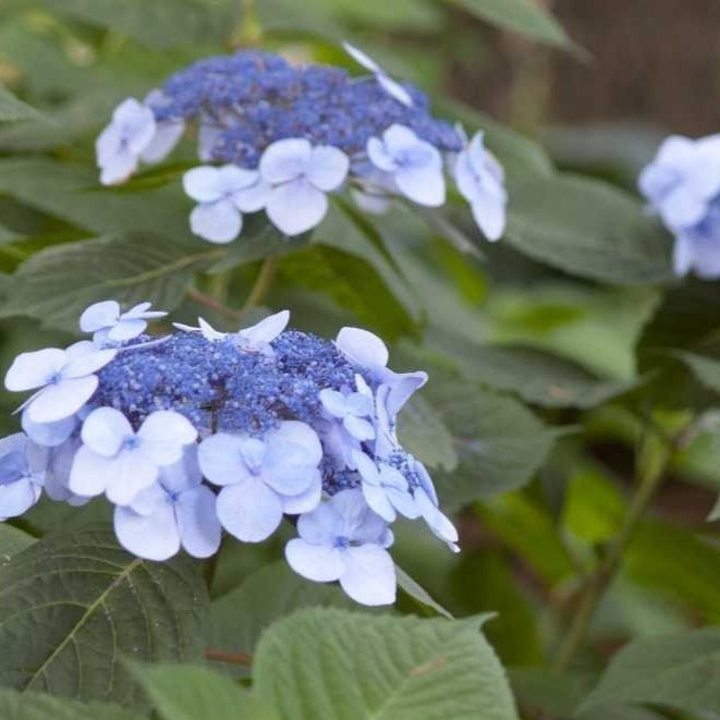 Twist-n-Shout Endless Summer Hydrangea - PlantingTree