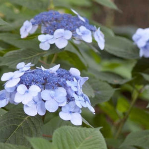 Endless Summer Twist-n-Shout Hydrangea