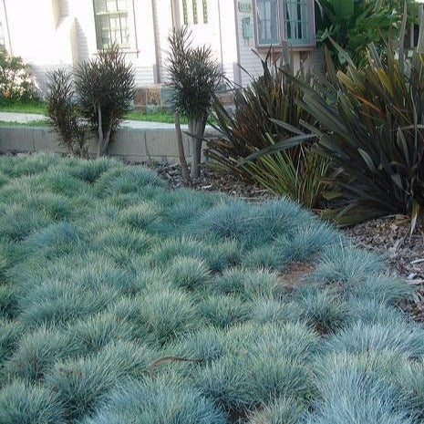 blue grass succulent Blue Fescue Grass | Blue Fescue Ornamental Grass