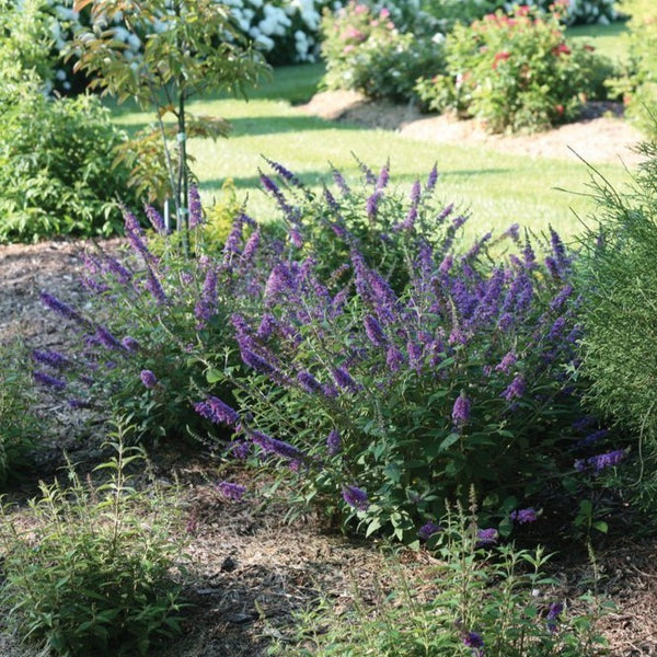 Lo & Behold Blue Chip Jr Butterfly Bush