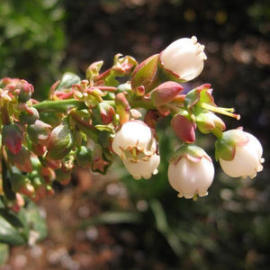 Georgia Gem Blueberry Bush
