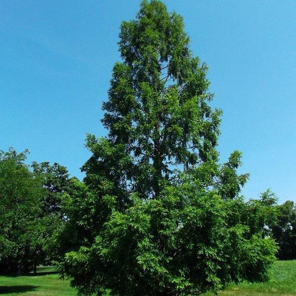 planting dawn redwood seeds Dawn Redwood Tree | Showy Redwood Tree