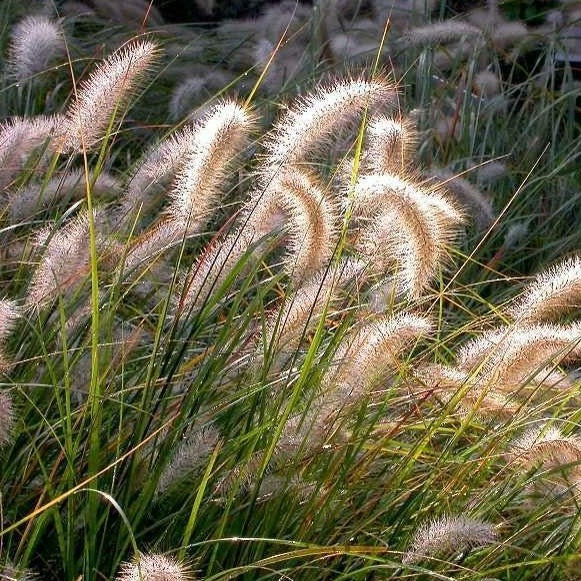 ornamental grass indoor plant Cassian Fountain Grass