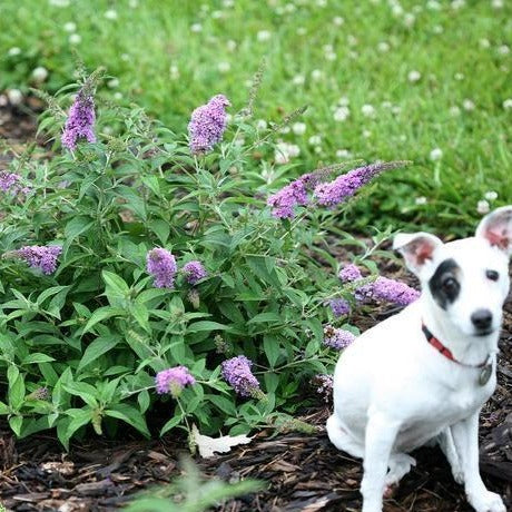 Lo & Behold Lilac Chip Butterfly Bush