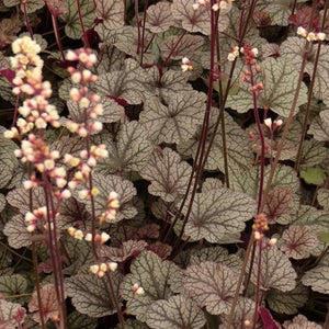 Silver Scrolls Heuchera 