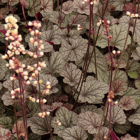 Silver Scrolls Heuchera 