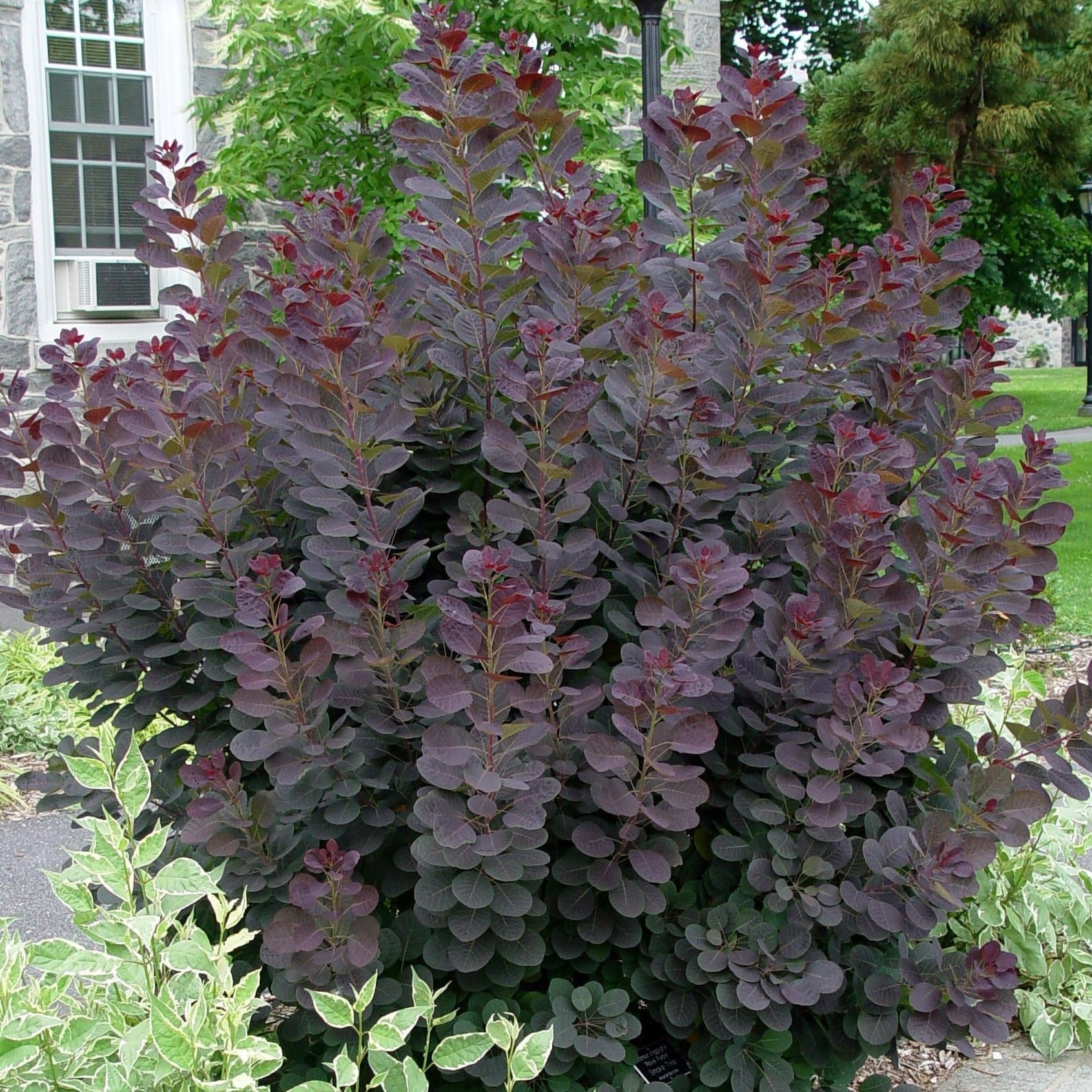 best indoor plants for smokers Royal Purple Smoke Tree