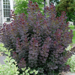 Royal Purple Smoke Tree